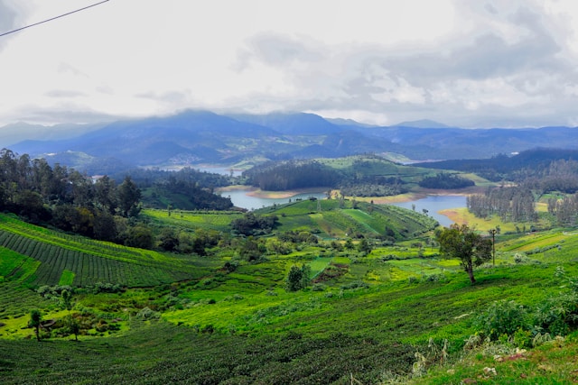 Ooty Tea Gardens